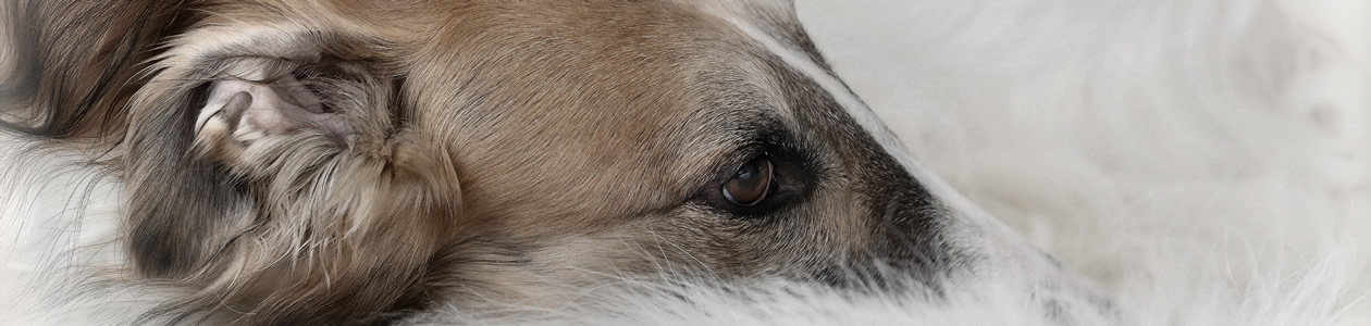 borzoi